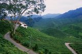 The Cameron Highlands is Malaysia’s largest and most popular hill station. It is named after William Cameron, the British surveyor who charted the area in 1885.<br/><br/>

It is chiefly visited by people wanting to escape from the heat of the plains, as the temperature rarely rises above 22 degrees Centigrade, or falls below 10 C. It is characterised by mists, light rainfall and occasional heavy monsoon downpours.<br/><br/>

The Highlands chief features are its rather British colonial character – much played up in recent years by the Malaysian authorities – temperate flowers, fruits and vegetables, and tea plantations everywhere.