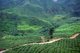 Malaysia: Tea grows on a hillside in the Cameron Highlands, Pahang State